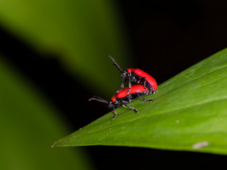A pair of adult Red Lily Beetles Lilioceris lilii) mating on a host lily leaf against a dark background.