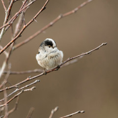A long-tailed tit (Aegithalos caudatus) in a bare birch tree against a plain background. He is holding a feather to help build his nest.