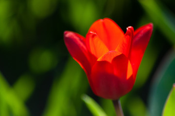 Blutrote Tulpenblüte leuchtet strahlend rot im Gegenlicht im Frühling