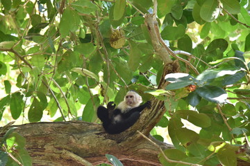 mono cariblanco descansando 