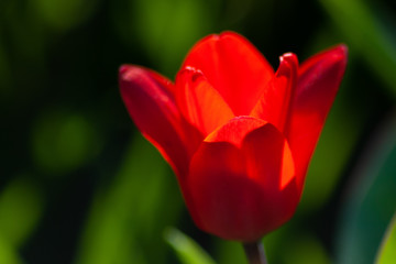 Blutrote Tulpenblüte leuchtet strahlend rot im Gegenlicht im Frühling