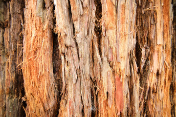 Obraz premium Rustic tree bark texture