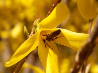 beetle on yellow flowers