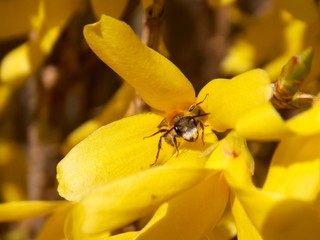 Fototapeta premium beetle on yellow flowers