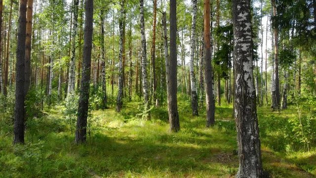 Mixed Forest in Russia with Birdsong