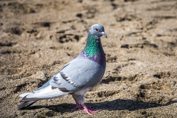 Dove walking along the sand