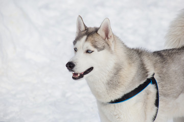 Cute siberian husky is standing on a white snow. Pet animals.