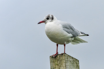 Gull standing on a wooden post by the sea