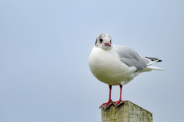 Gull standing on a wooden post by the sea