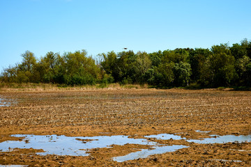 Rice harvesting puddles in les Basses d'en Coll, Pals, Massos de Pals, Platja de pals, Costa Brava. Torroella de Montgrí mountain view. Rice meadow, country field. Organic, vegetal rice agriculture.