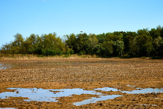 Rice harvesting puddles in les Basses d'en Coll, Pals, Massos de Pals, Platja de pals, Costa Brava. Torroella de Montgr&iacute; mountain view. Rice meadow, country field. Organic, vegetal rice agriculture.