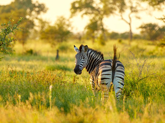 Lonley zebra in african savannah