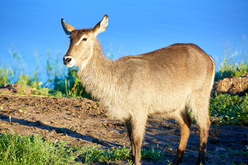 Female Waterbuck on a lake