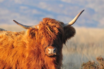 Hardy Highland cow on Exmoor, Somerset