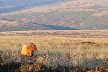 Hardy Highland cow on Exmoor, Somerset