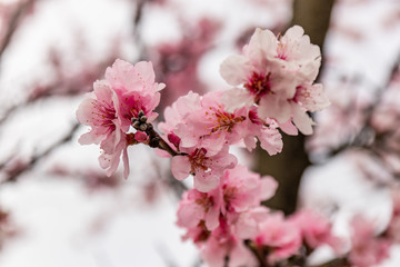 Almond blossoms on a tree