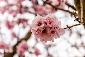 Almond blossoms on a tree