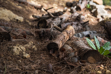 Wood And trees on Ground in the Forest