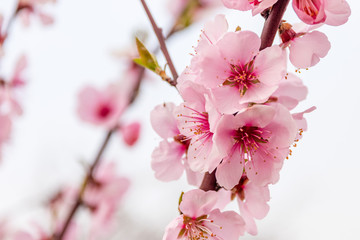 Almond blossoms on a tree