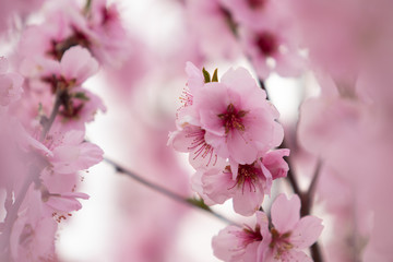 Almond blossoms on a tree