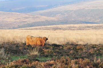 Hardy Highland cow on Exmoor, Somerset