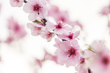 Almond blossoms on a tree