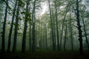 Foggy Forests Akkar Lebanon
