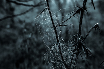 Forest Spider Web mist early morning