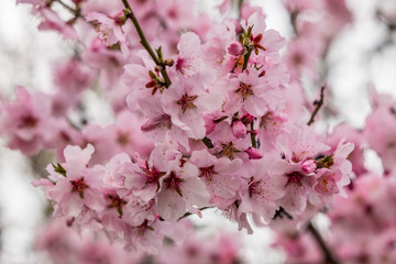 Almond blossoms on a tree