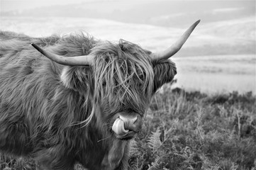 Hardy Highland cow on Exmoor, Somerset