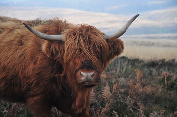 Hardy Highland cow on Exmoor, Somerset