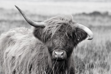 Hardy Highland vache sur Exmoor, Somerset
