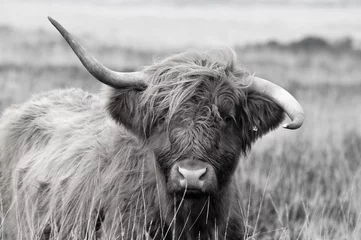 Papier Peint photo Highlander écossais Hardy Highland vache sur Exmoor, Somerset