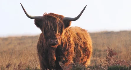 Plexiglas schilderij Schotse hooglander Hardy Highland cow on Exmoor, Somerset  © Tina Hankins
