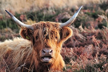 Hardy Highland cow on Exmoor, Somerset