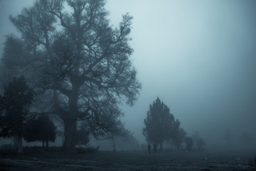 Obraz premium Foggy Forests Akkar Lebanon