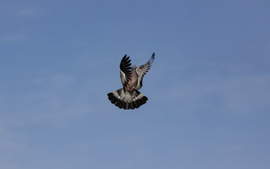 Im Anflug