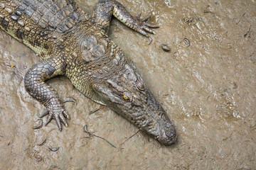 Portrait of many crocodiles at the farm in Vietnam, Asia.