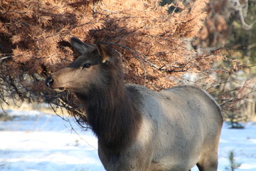 Female Elk, Jasper National Park, Alberta