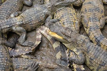 Portrait of many crocodiles at the farm in Vietnam, Asia.