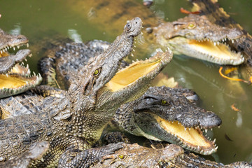 Portrait of many crocodiles at the farm in Vietnam, Asia.