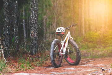 Naklejka premium Mountain bikes and white helmets with pine tree forests background which dry leaves Fall on the road, beautiful nature to bicycle and adventure concept.