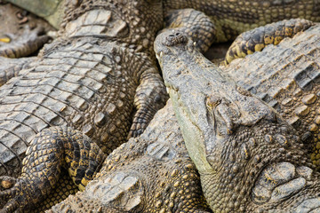 Portrait of many crocodiles at the farm in Vietnam, Asia.