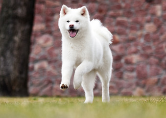 white dog akita inu runs