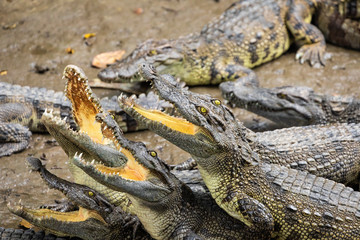 Portrait of many crocodiles at the farm in Vietnam, Asia.