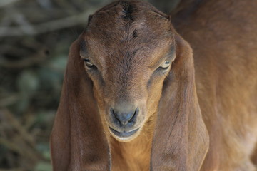 Nepali Baby Goat Face. BRYAN KULKA