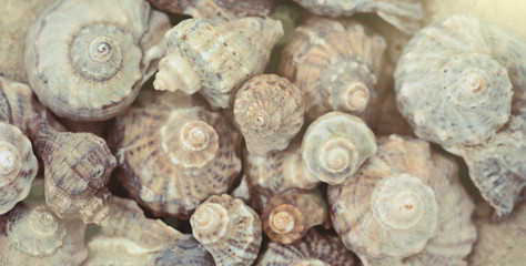 Shells on the sand close up as a  beach background. Vacation theme 