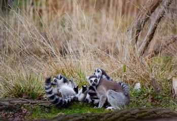 Close up group of lemurs sitting on grass  © jiraphoto 