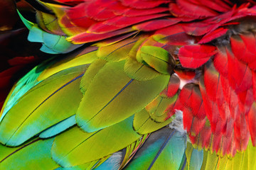 Obraz premium Close up of blue-and-gold macaw bird's feathers, exotic nature background and texture.