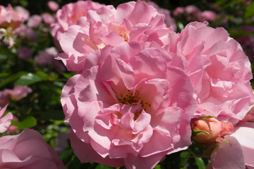 pink rose in the garden